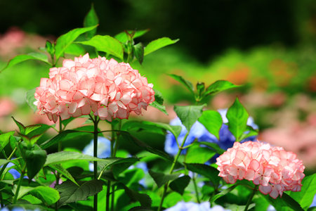 blooming Hydrangea or Big-leaf Hyrdangea flowers,close-up of pink Hydrangea flowers blooming in the gardenの写真素材