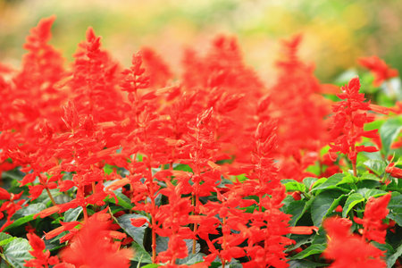 blooming Scarlet Sage or Redstring or Tropical Sage flowers blooming in the gardenの写真素材