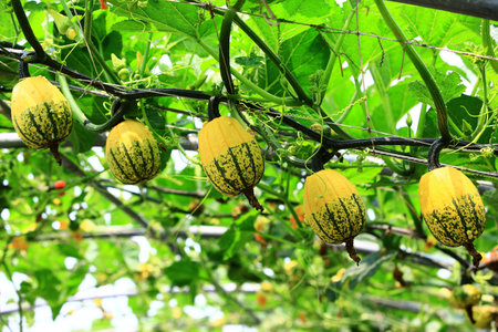 colorful ripe pumpkins growing in the plantationの写真素材