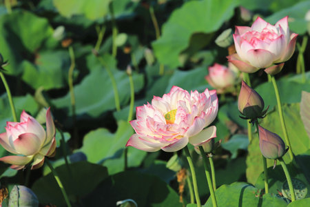 pink Peony Lotus flowers blooming in the pond with green leaves background in summerの写真素材