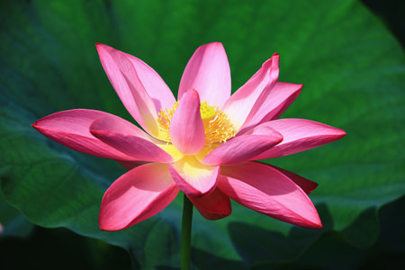 pink Lotus flower growing in the pond with green leaf background in summerの写真素材