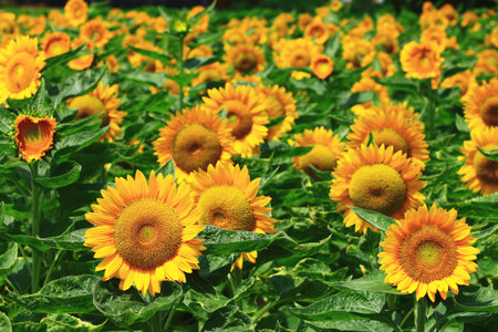 Scenery of yellow Sunflowers blooming in the garden with green leaves backgroundの写真素材