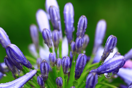 Macro shot, blooming Lily of the Nile or African Lily flowers with raindrops, close-up of colorful lily flowers blooming in the garden at a rainy dayの写真素材