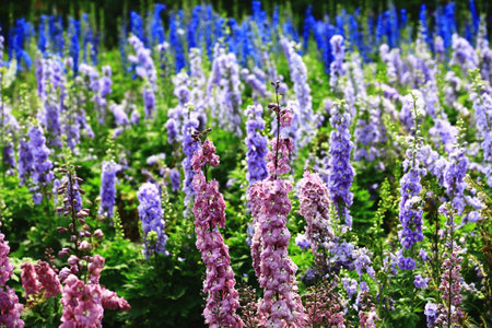 Delphinium or Candle Delphinium or English Larkspur or Tall Larkspur flowers blooming in the garden at sunny dayの写真素材