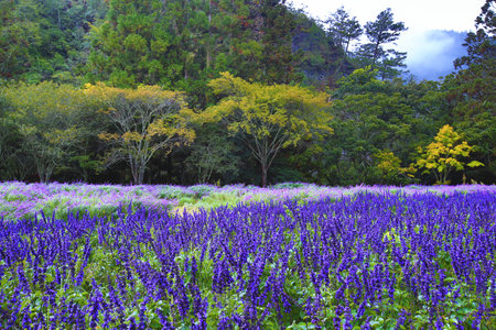 Mountain scenery with colorful Sage flowers and green trees in the morningの写真素材