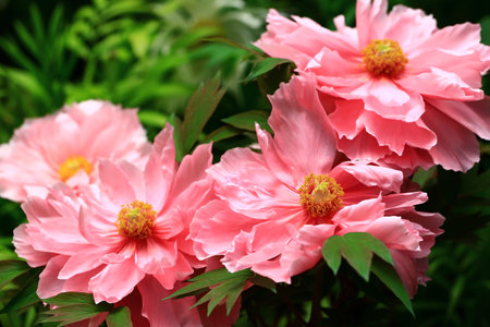 pink Peony flowers blooming in the garden with green leavesの写真素材