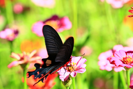 Common Rose Swallow or Pachliopta aristolochiae butterfly resting on the blooming Zinnia or Youth-and-old-age flowerの写真素材