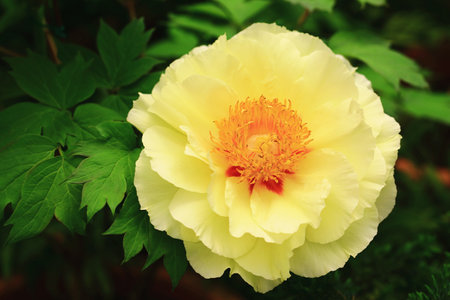 yellow Peony flower blooming in the garden with green leavesの写真素材