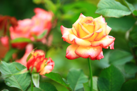 yellow with red Roses blooming in the gardenの写真素材
