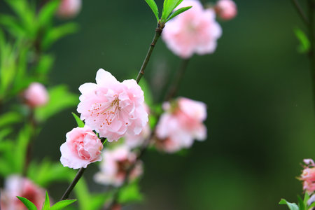 Blooming Apricot Blossoms or Almond Blossoms with soft background, beautiful pink flowers blooming on the branches in the gardenの写真素材