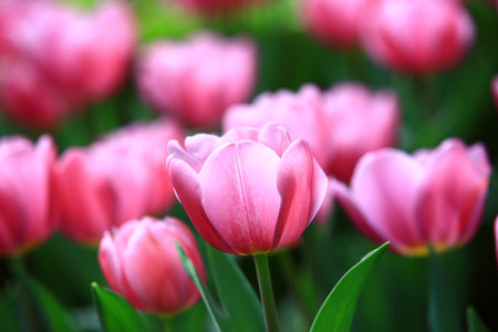 Tulip flowers blooming in the garden with green leavesの写真素材