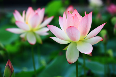 pink Lotus flowers and buds with green leaves growing in the pondの写真素材