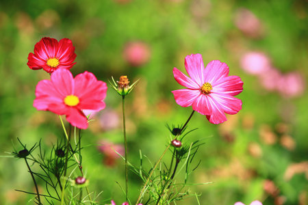 blooming Cosmos bipinnatus or Garden cosmos or Mexican aster flowers with soft backgroundの写真素材
