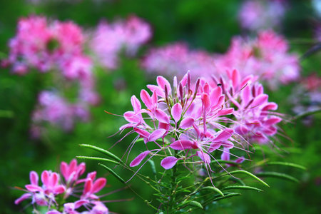 Spider flowers or Spiny Spiderflowers or Cleome Hassleriana flowers blooming in the gardenの写真素材
