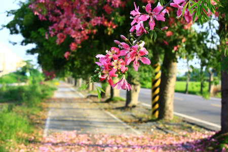 blooming flowers of Floss-silk Trees or Silk floss Trees and road,pink with yellow flowers blooming...