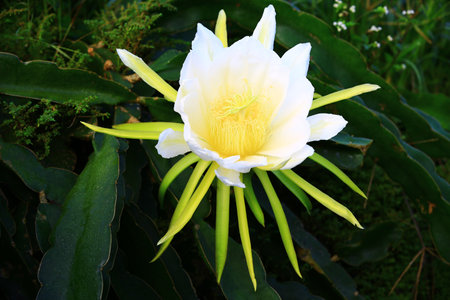Flower of Dragon Fruit or Pitaya,white with yellow Pitaya flower blooming in the plantationの写真素材
