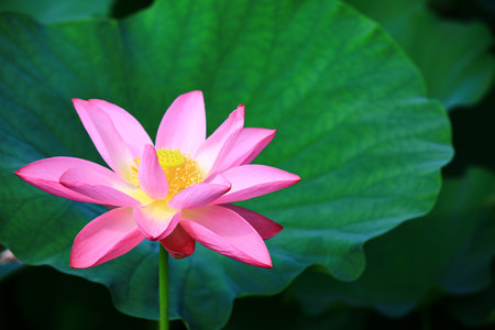 pink Lotus flower with green leaves growing in the pondの写真素材
