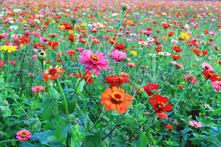 colorful Zinnia or Youth-and-old-age flowers blooming in the garden with green leavesの写真素材