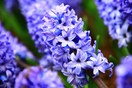 blue Hyacinth flowers blooming in the gardenの写真素材
