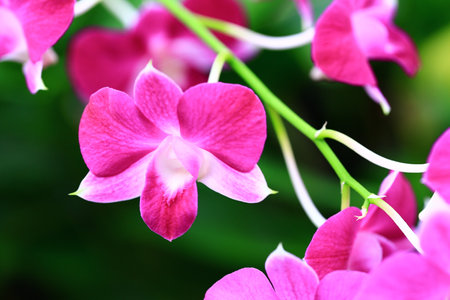 colorful Dendrobium or Orchid flowers blooming in the gardenの写真素材