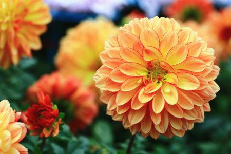 blooming colorful Dahlia flowers,close-up of yellow with orange Dahlia flowers blooming in the gardenの写真素材
