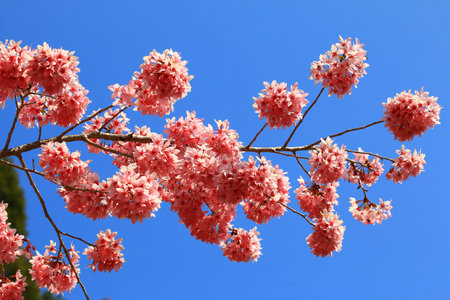 cherry blossom, pink sakura flowers on blue sky background