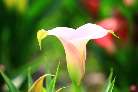 Calla Lily or Arum Lily or Gold Calla flower blooming in gardenの写真素材