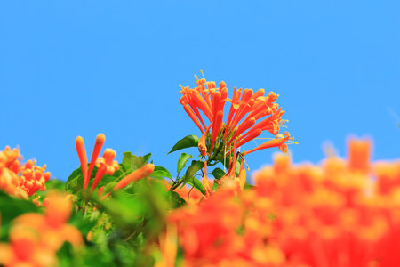 Flaming Trumpet or Fire-cracker Vine or Orange-trumpet Vine flowers blooming in the garden with blue sky backgroundの写真素材