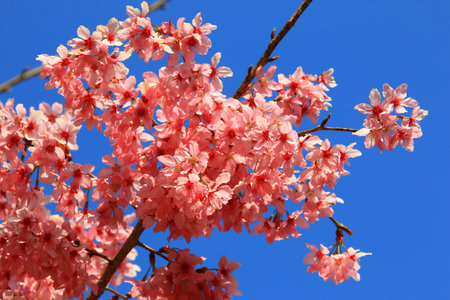 Cherry Blossoms blooming on the branches with blue sky backgroundの写真素材