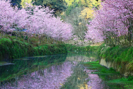 Scenery of blooming Cherry blossom trees with river and reflection,view of pink Cherry blossoms blooming beside the riverの写真素材