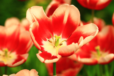 colorful Tulip flowers blooming in the garden with soft backgroundの写真素材