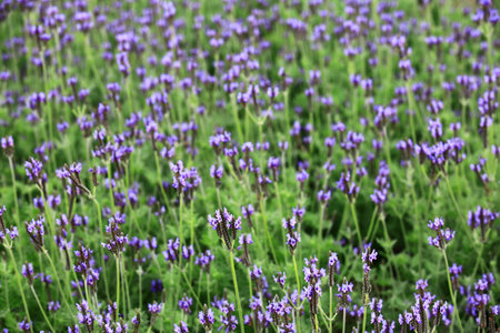 Fernleaf Lavender or Jagged Lavender or Pinnata Lavender flowers,purple Lavender flowers blooming in the gardenの写真素材