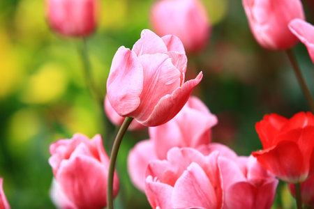 pink Tulip flowers blooming in the garden with soft backgroundの写真素材