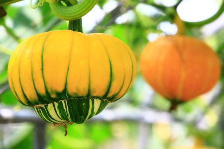 pumpkin with green and orange stripes on a branch in the gardenの写真素材