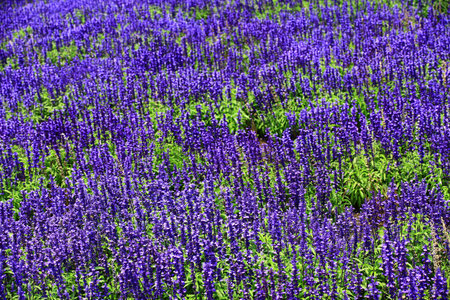 Lavender field in full bloom, close up of purple flowersの写真素材