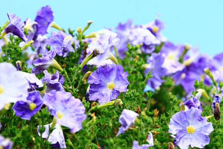 Purple petunia flowers on blue sky background. Close up.の写真素材