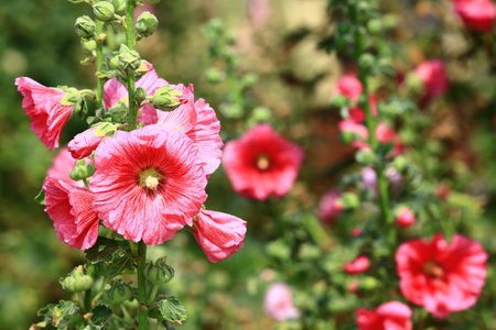blooming red Hollyhock or Alcea rosea flowers growing in the garden