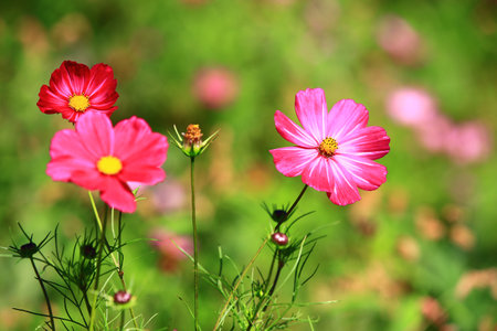 Cosmos bipinnatus or Garden cosmos or Mexican aster flowers blooming in the gardenの写真素材
