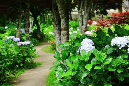 beautiful Garden scenery with blooming colorful Hydrangea or Big-leaf Hyrdangea flowers and Pathの写真素材