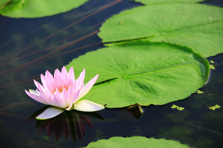 pink Lotus flower with green leaves growing in the pondの写真素材