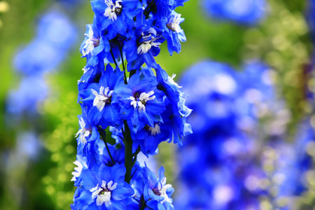 colorful Delphinium or Candle Delphinium or English Larkspur or Tall Larkspur flowers blooming in the gardenの写真素材