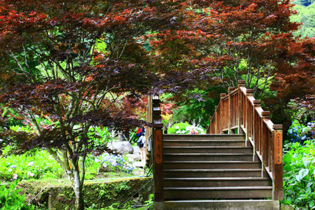 amazing Scenery with red Maple trees and wooden Bridge in the parkの写真素材