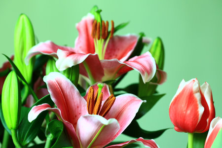 colorful Oriental Lily or Fragrant Lily flowers with green backgroundの写真素材
