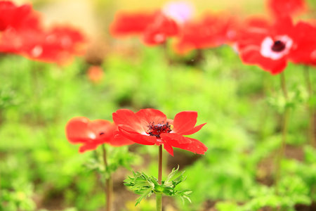 Corn Poppy or Shirley Poppy or Canker Rose flowers blooming in the garden with green leavesの写真素材