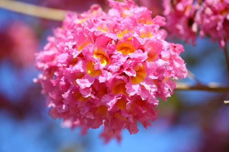blooming flowers of Pink Poui or Rosy Trumpet tree with blue sky background, close-up of pink...