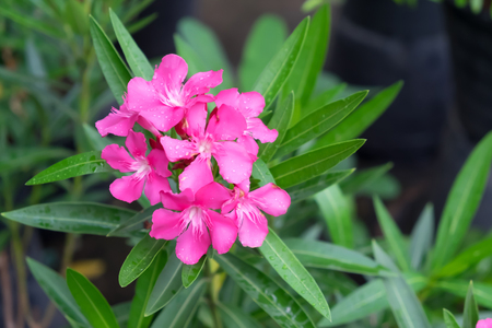 pink flower in garden