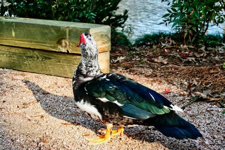 A black, white, and green duck talking a walkの写真素材