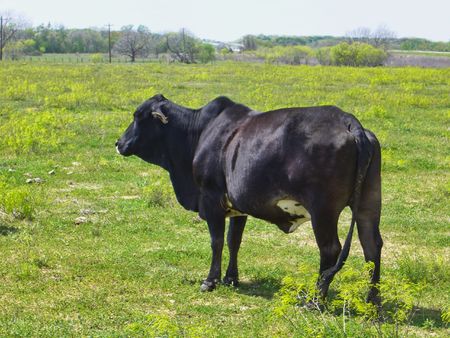 A lone cow out in a grassy fieldの写真素材