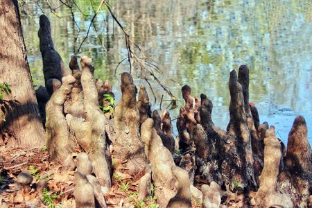 Cypress Knees of Bald Cypress trees in a swampの写真素材