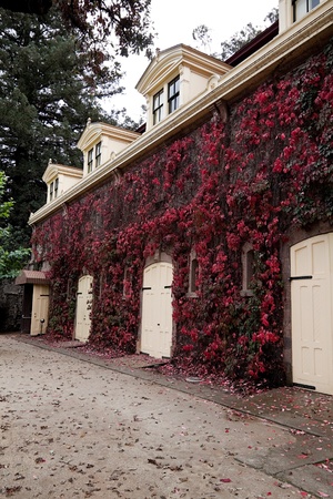 A stable with several wood doors and covered with red ivyのeditorial素材